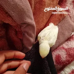  1 بركديلو روز لاتينو عين حمره عشاق توريض