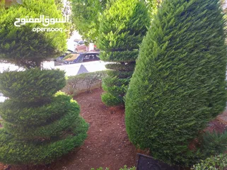  11 FOR RENT semi detached villa
