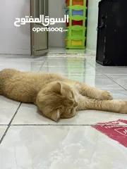  9 قطتان جميلتان تبحثان عن بيت دافئ  Two lovely cats looking for a loving home