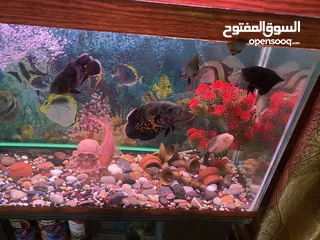  24 حوض سمك اوسكر كامل اغراضو للبيع
