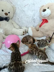  9 Bengal kittens