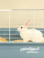  8 Selling a Dwarf Rex Mix Rabbit