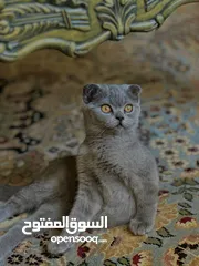  3 قطط كتنز سكوتش فولد وسكوتش ستريت شورت هير بيور للبيع العمر 3 شهور لعوبين يحيبو الناس يحبو الاطفال