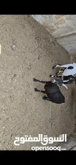 4 جوز ماعز قزم نوادر