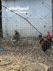  8 جايه وديك بلدي للبيع