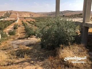  6 بلدية ارحاب/ حمامة العموش
