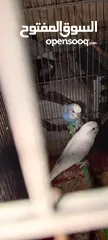  3 2ذكر كوكتيل جاهزات نظافه وصحه 2 جوز حب