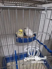  22 غرفة طيور حب هوغو وبردات انكليزي على هوغو للبيع بسعر حرق