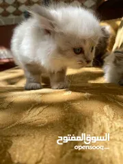  29 5 قطط مكس للبيع