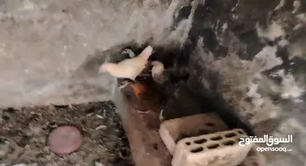  1 فراخ بلدي للبيع