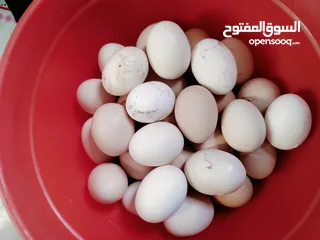  1 بيض عرب طبقة  