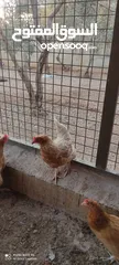  3 دجاج لوهمان