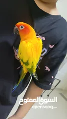  1 Sun Conure loving , friendly and sweet