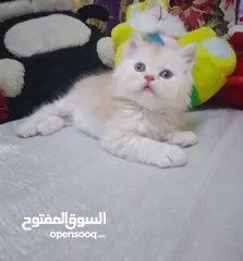  3 2اولاد هاف بيكى