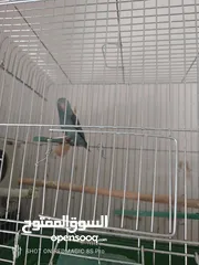  7 حب لاسونغ /روز البيع كوم