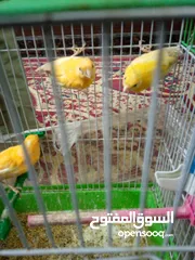  2 جواز كنار شغالات