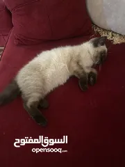  3 قطة هملايا انثى العمر شهرين للبيع
