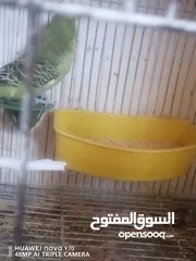  4 جواز حب انجليزي للبيع او للبدل كل اشي اله سعره وفيه دن فالو