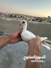 10 طيوور حمام للبيع بسعر مناسب تنظيف سطح