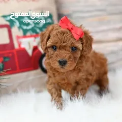  3 Toy Poodle