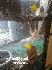  13 جوزين يهودي جوز اصفر وجوز احمر على صفره