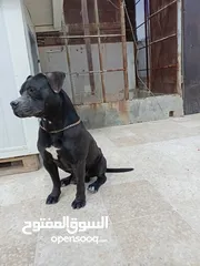  5 للبيع كلب بيتبول بيور