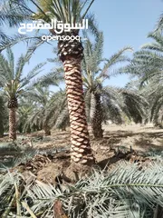  6 أشجار نخيل للبيع