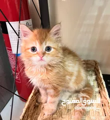  8 Cute Persian kittens