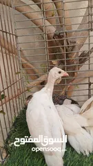  1 فراخ فرعوني ابيض و اسود