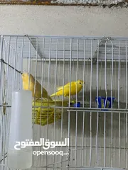  26 طيور كنار للبيع