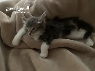  5 قطة صغيرة للبيع ( عمر شهرين تقريباً )