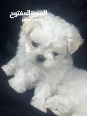  4 Male and female Maltese puppies.  Tested and confirmed in  good health.