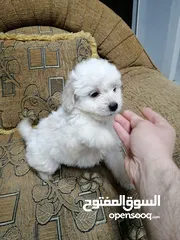  12 انثى فرنش تيرير عمر شهرين   puppy 2-months female - French Terrier