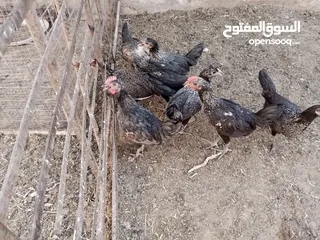  8 أرانب بلدي و فرنسي للبيع  ديوك بلدي للبيع