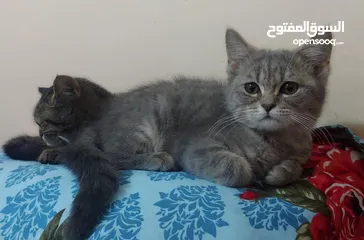  5 persian 20ro 2mo female