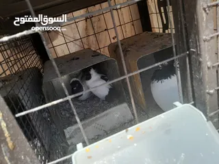  3 حمام جواز للبيع او البدل على دجاج