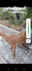  7 بسم الله ماشاء الله سخلات شاميات مميزات