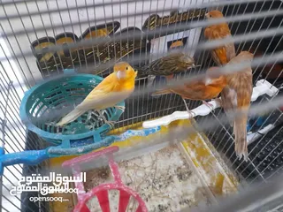  2 صلات النبي كوم كنار للبيع صحه ونضافه والوان بجنن