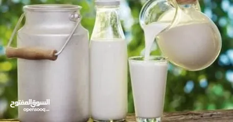  6 حليب طازج يوميا من مزارعنا طبيعي 100٪ وجرب وشوف