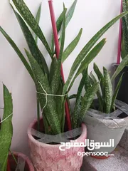  1 PLANTS FOR SALE