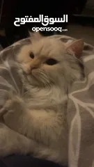  3 شيرازي للبيع عمرها سنة وشوي سعرها 600(قابل للتفاوض المعقول) اجتماعية وبترد عصحابها ومتعودة عالحمام