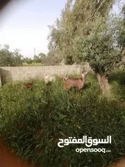  3 معز للبيع في حسبان