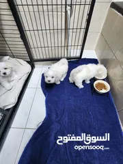  3 pure maltese