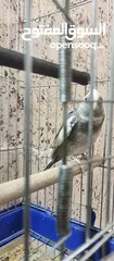  5 كوكتيل للبيع مع قفص كاسكو حبه بالصلاه على النبي عجينه اليفه جدا جدا جدا