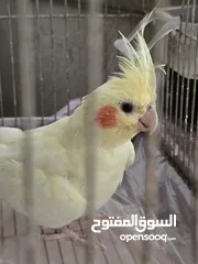  2 كوكتيل للبيع