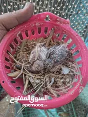  14 حمام ماسي أو ملوكي + كريم أبيض