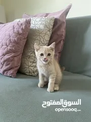  2 Scottish/Persian 2 month old kitten