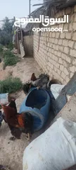  12 دجاج براهما