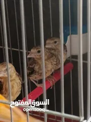  3 فراخ بندوق حسون عدد 3 فحول باذن الله صحه