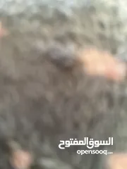 2 مخزن للأجار بمساحة 80 متر
